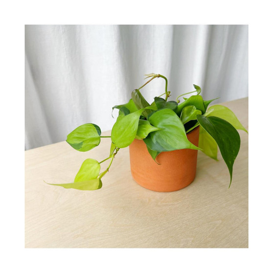 Variegated Philodendron Brasil Plant Kit - Terracotta