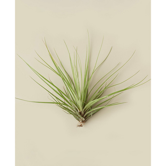 Tillandsia Floribunda Live Air Plant