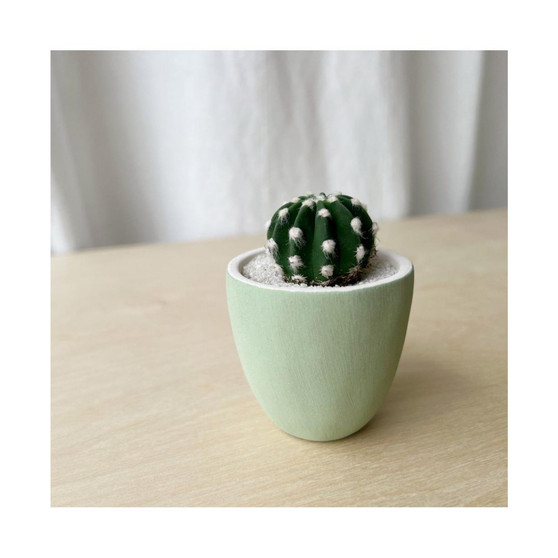 Mino Cactus Kit