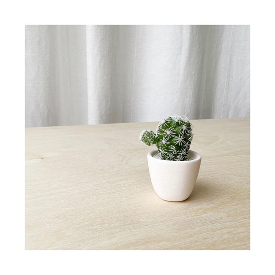 Lino Mini Cactus Kit