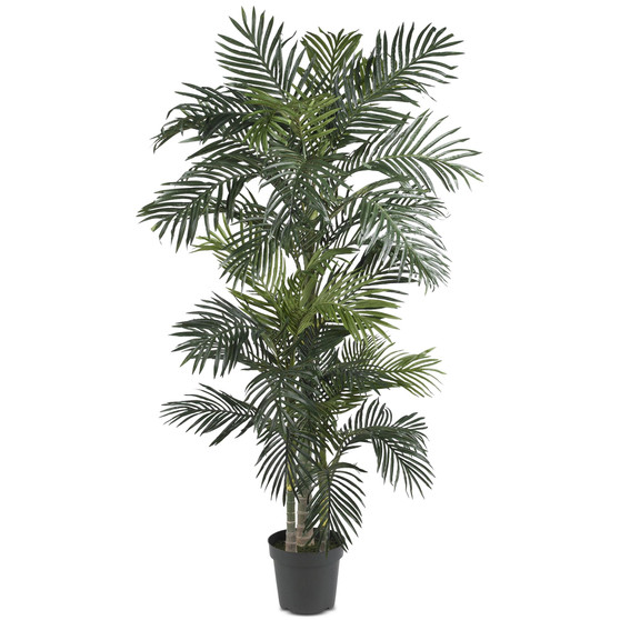 6.5' Golden Cane Palm Tree