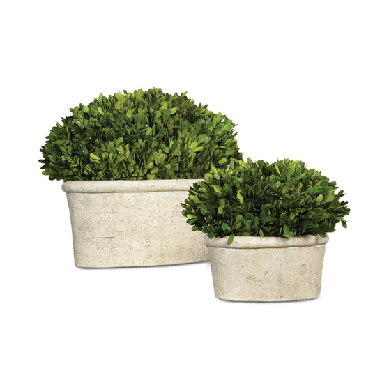Preserved Boxwood Oval Domes, Set of 2