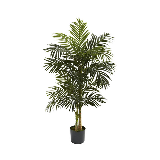 5' Golden Cane Palm Tree