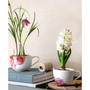 Rose Garden Breakfast Cup