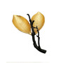 Leaf Shaped Dish with Branch