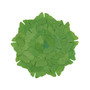 Ginko Leaf Placemat Set of 4