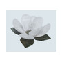 - Natural Flower Votive Candle Holder