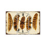 Five Pheasant Feathers Oversized Cottage 3 Panels Wall Clock - 38" x 38" x 1"
