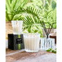Coconut & Palm Reed Diffuser, 5.9 oz.