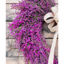 Fresh Real Heart-Shaped Heather Spring Wreath