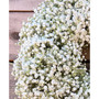 Fresh Real Babies Breath Spring Wreath