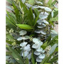 Fresh Real Garland Eucalyptus Bayleaf and Rosemary Spring Garland
