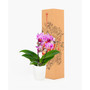 Cape Town Orchid Live Plant