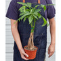 Money Tree 'Guiana Chestnut' Pachira Braid Live Plant, 6" Pot