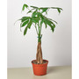 Money Tree 'Guiana Chestnut' Pachira Braid Live Plant, 6" Pot