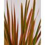 Dracaena 'Colorama' Live Plant, 4" Pot