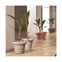 Brunello Classic Rolled-Rim Plant Pot, 27in Rust