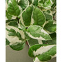 Pothos 'N'Joy' Live Plant, 4" Pot