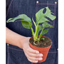 Philodendron Mini Monstera Minima Live Plant, 4" Pot