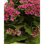 Blooming Kalanchoe Live Plant, 4" Coco Eco Pot