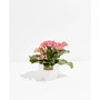 Blooming Kalanchoe Live Plant, 4" Coco Eco Pot