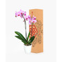 Paris Flowers Orchid Live Plant