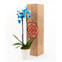 Blue Orchid Live Plant