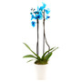 Blue Orchid Live Plant