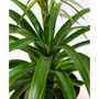 Pineapple Plant with Fruit Live Plant, 4 in Grower Pot