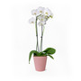 Paris in Pink Live Plant