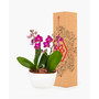 Amalfi Orchid Duo Live Plant