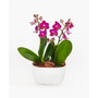 Amalfi Orchid Duo Live Plant