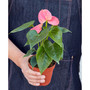 Pink Anthurium Live Plant, 4" Pot