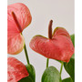 Pink Anthurium Live Plant, 4" Pot