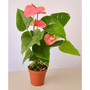 Pink Anthurium Live Plant, 4" Pot
