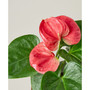 Pink Anthurium Live Plant, 4" Pot