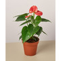 Pink Anthurium Live Plant, 4" Pot