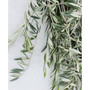 Fresh Olive Bundle