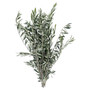 Fresh Olive Bundle