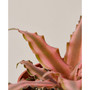 Cryptanthus 'Pink Star' Live Plant, 4" Pot