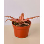 Cryptanthus 'Pink Star' Live Plant, 4" Pot