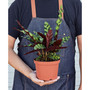 Calathea Lancifolia 'Rattlesnake' Live Plant, 6" Pot