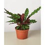 Calathea Lancifolia 'Rattlesnake' Live Plant, 6" Pot