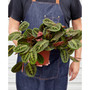 Maranta Red Prayer 'Herringbone' Live Plant, 6" Pot