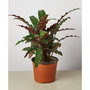 Calathea Rufibarba 'Furry Feather' Live Plant, 6" Pot