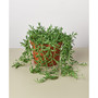 Succulent String of Bananas Live Plant, 6" Pot