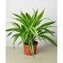 Dracaena Deremensis 'Lemon Suprise' Live Plant, 6" Pot