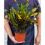 Croton Mammy Live Plant, 6" Pot