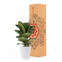 Portland Fiddle Leaf Fig Live Plant