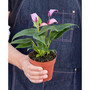 Purple Anthurium Live Plant, 4" Pot